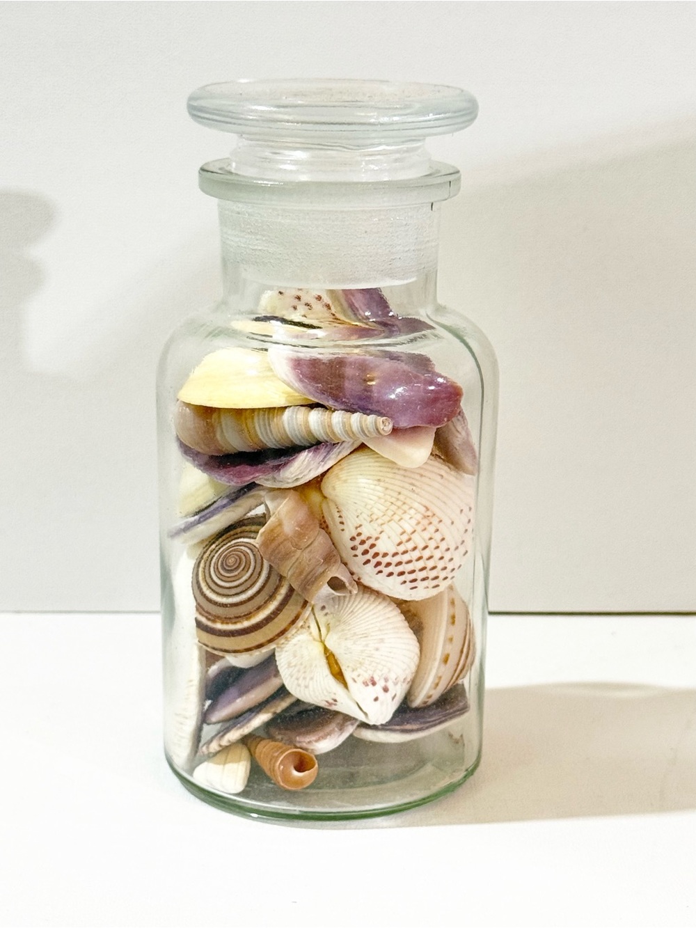 Assorted Natural Seashells in Glass Apothecary Jar